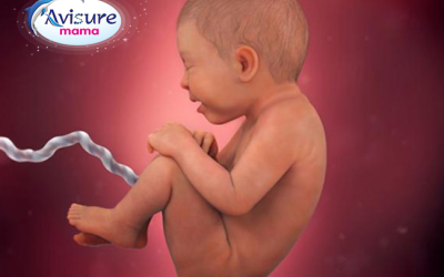 Thai nhi 37 tuần, sự phát triển của bé, thay đổi ở cơ thể mẹ và những lời khuyên cần thiết