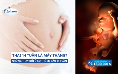 Thai 14 tuần là mấy tháng? Những thay đổi ở cơ thể mẹ bầu 14 tuần