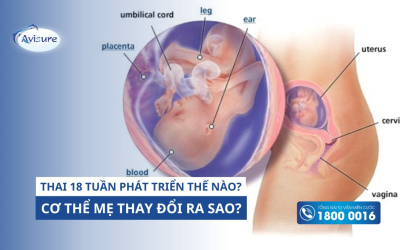 Thai 18 tuần phát triển như thế nào trong bụng mẹ? Cơ thể mẹ thay đổi ra sao?