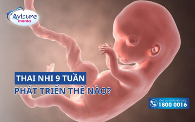 Thai 9 tuần tuổi phát triển thế nào? Những lưu ý cho mẹ ở tuần này