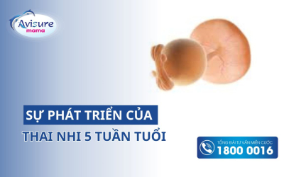 Sự phát triển của thai nhi 5 tuần tuổi như thế nào? Mẹ hãy khám phá ngay
