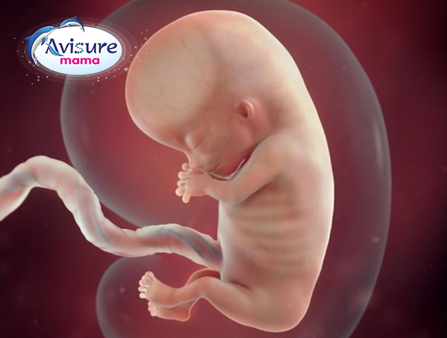 Thai nhi 11 tuần tuổi– Sự phát triển của thai nhi, thay đổi ở cơ ...