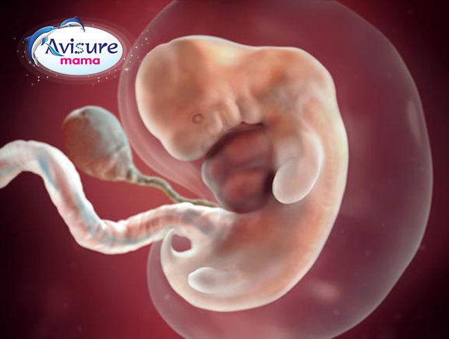 Sự phát triển của thai nhi sẽ khiến bạn choáng ngợp khi xem ảnh siêu âm. Hãy khám phá những hình ảnh đầy sống động về tình trạng sức khỏe, kích thước và hành vi của thai nhi trong bụng mẹ.