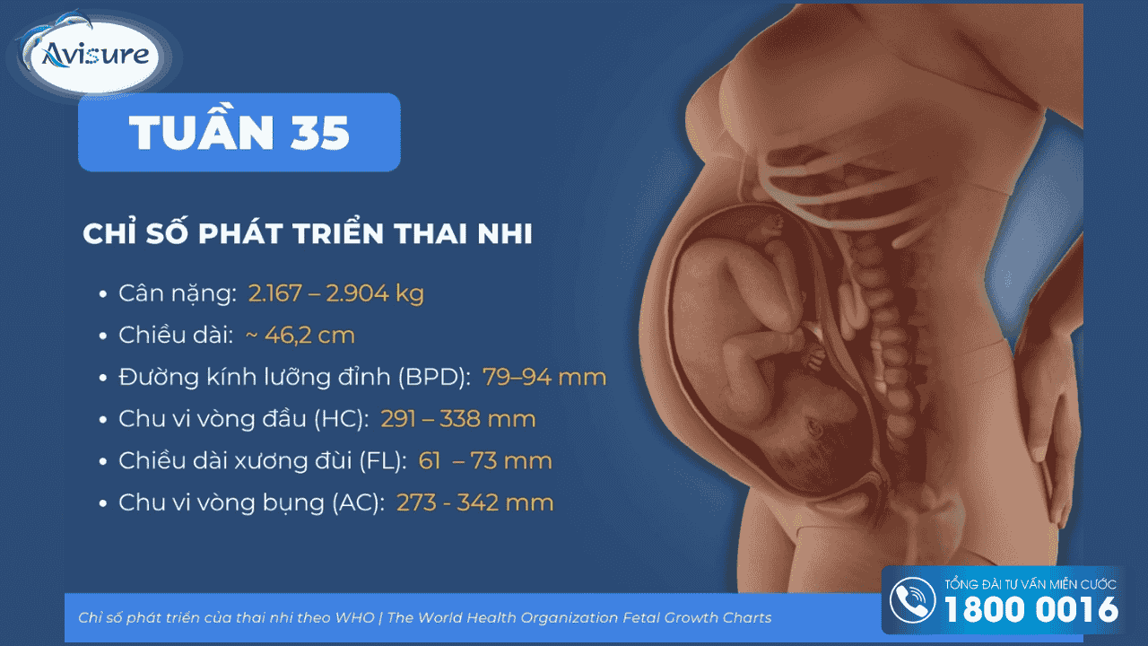 Các chỉ số thai nhi 35 tuần theo WHO