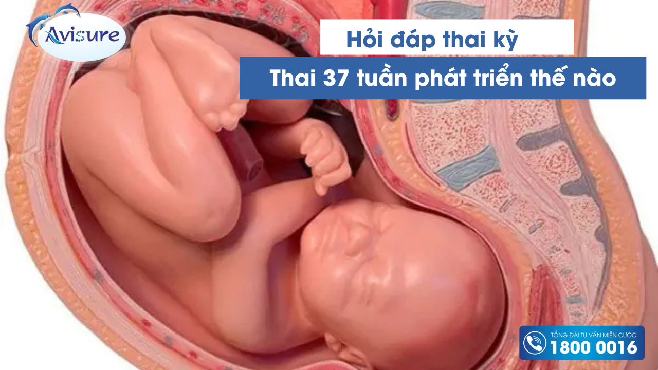 Sự phát triển của thai nhi 37 tuần tuổi