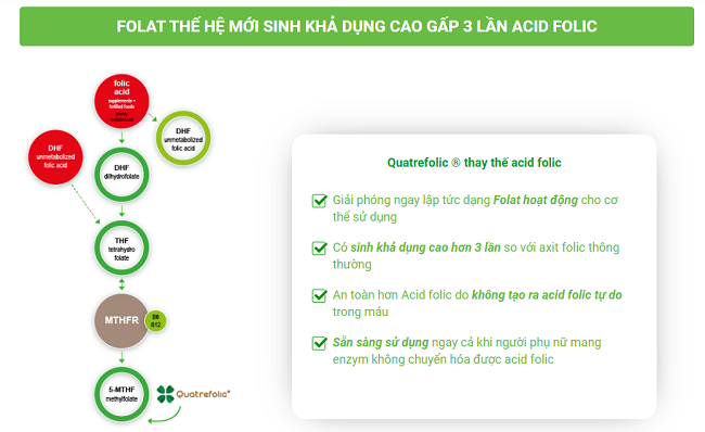 quatrefolic trong avisure mama