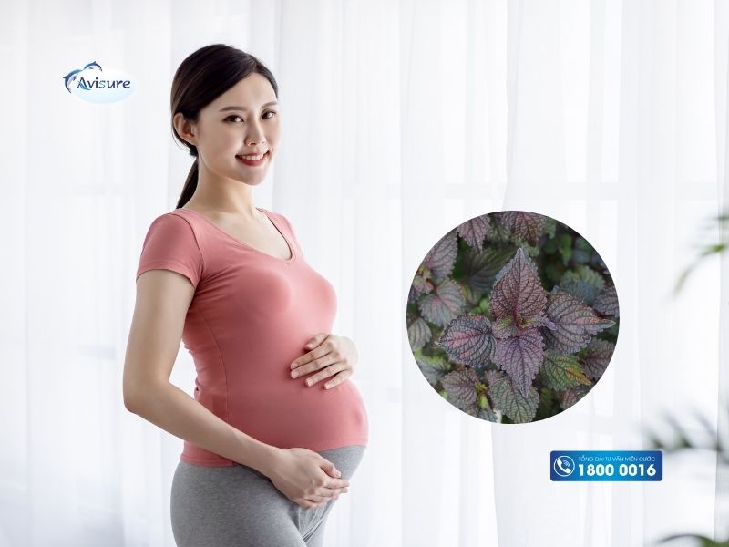 Chưa chuyển dạ uống lá tía tô được không?