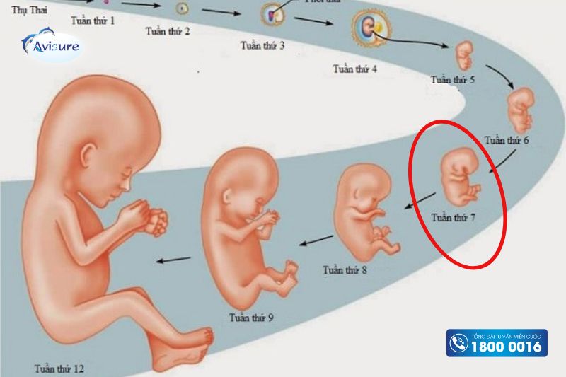 dấu hiệu thai 7 tuần khỏe mạnh là gì