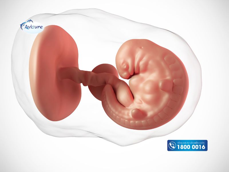 Dấu hiệu thai phát triển bình thường khi chưa có phôi là gì?