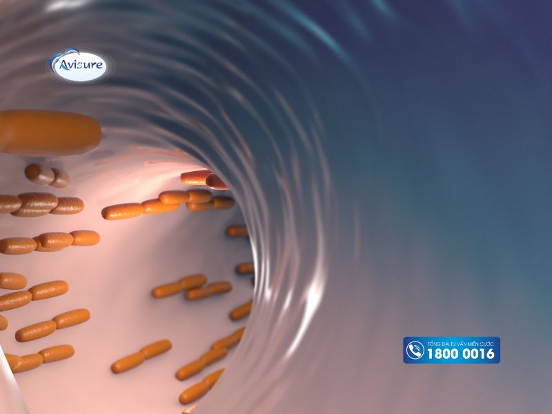 Một số thông tin cơ bản về lợi khuẩn Lactobacillus