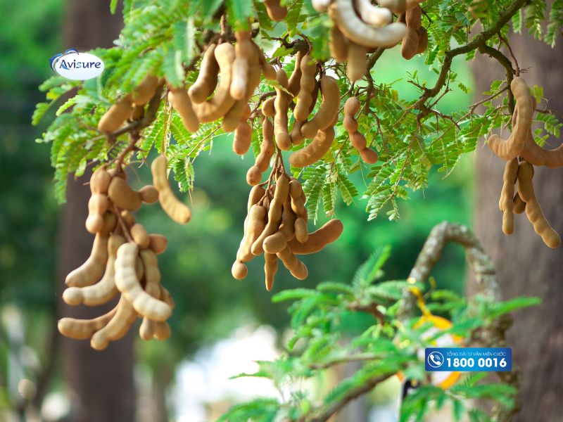 Quả me - Top 7 loại trái cây bà bầu không nên ăn