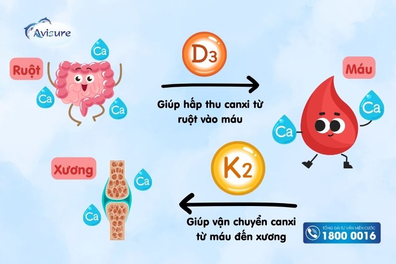 quá trình vận chuyển canxi nano