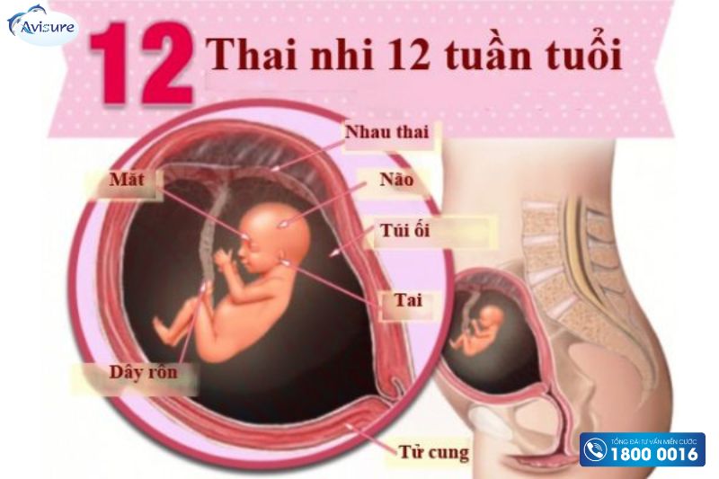 sự phát triển thai 12 tuần