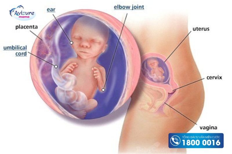 Thai 17 tuần phát triển thế nào?