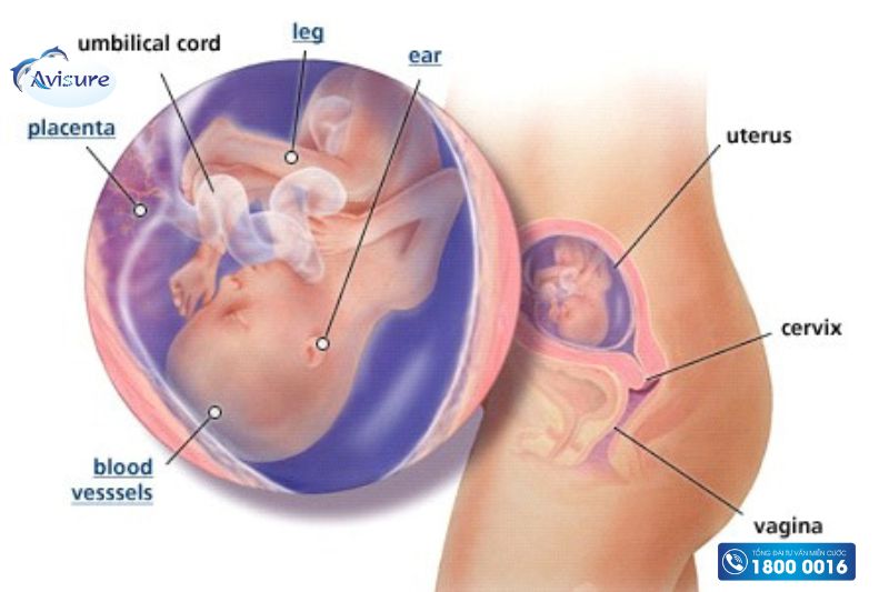 thai 18 tuần là mấy tháng