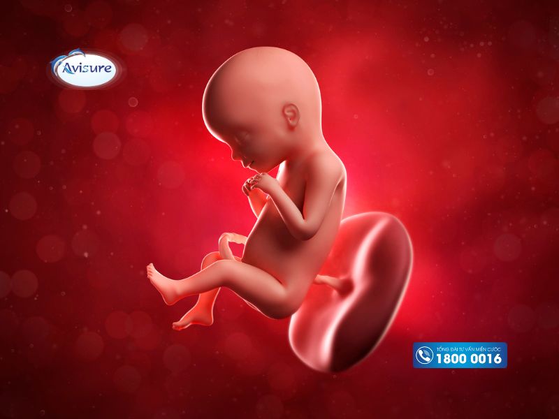 Thai nhi 31 tuần phát triển như thế nào?